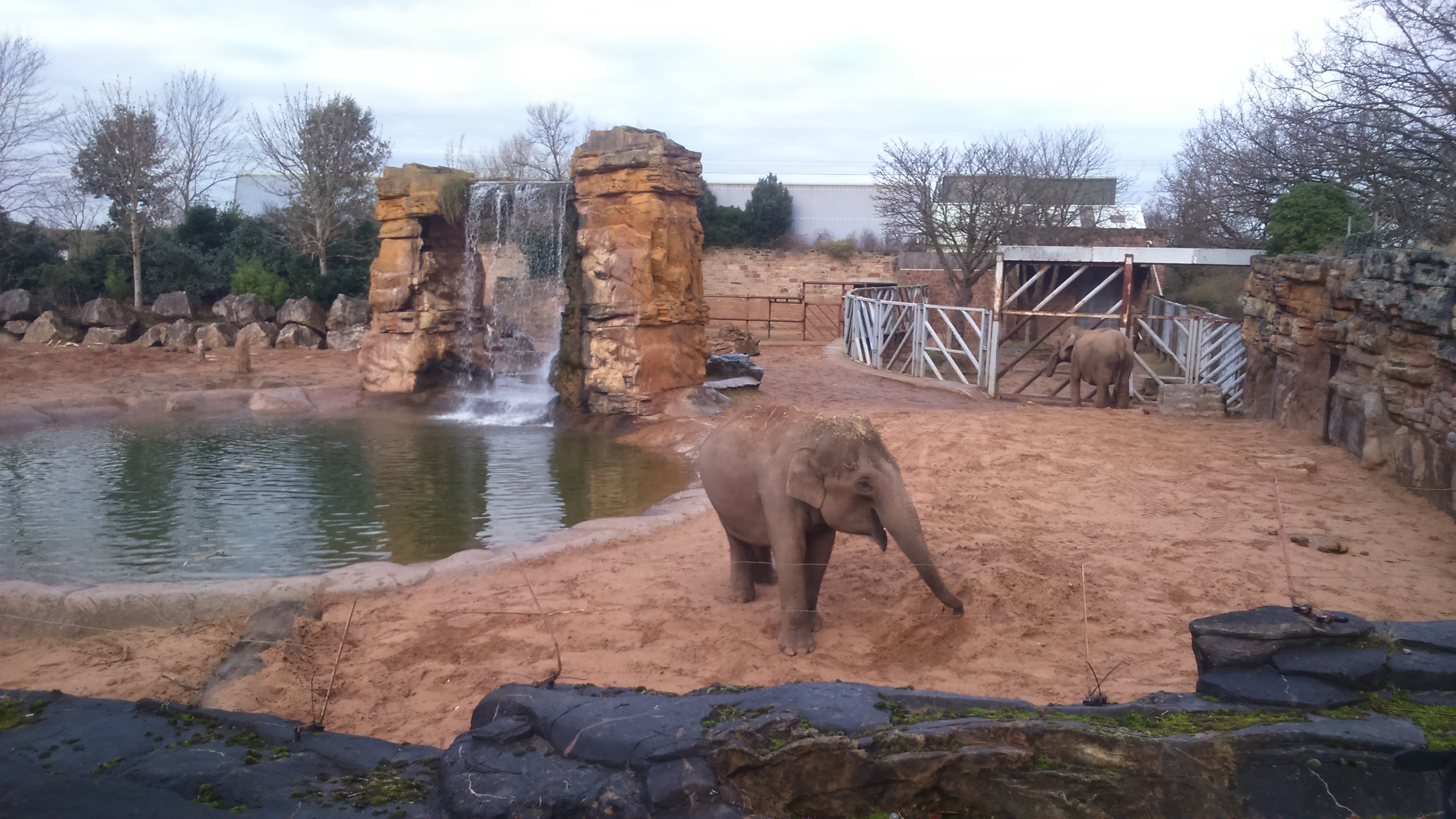 chester-zoo-elephants-chester-lifestyle