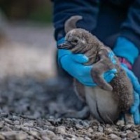 Penguin Chicks Hatch At Chester Zoo - Chester Lifestyle